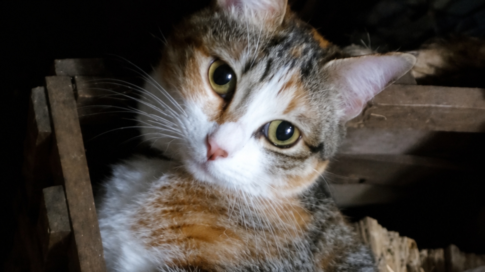 Meli, la gata de seis años que murió en Boborás tras recibir un disparo con una escopeta de balines.