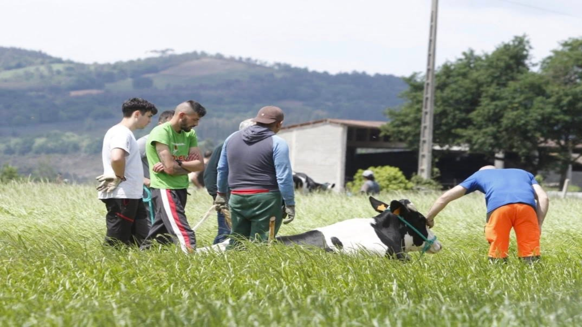 Imágenes de la llegada de las vacas a la explotación tras el rescate | Roi Rigueira