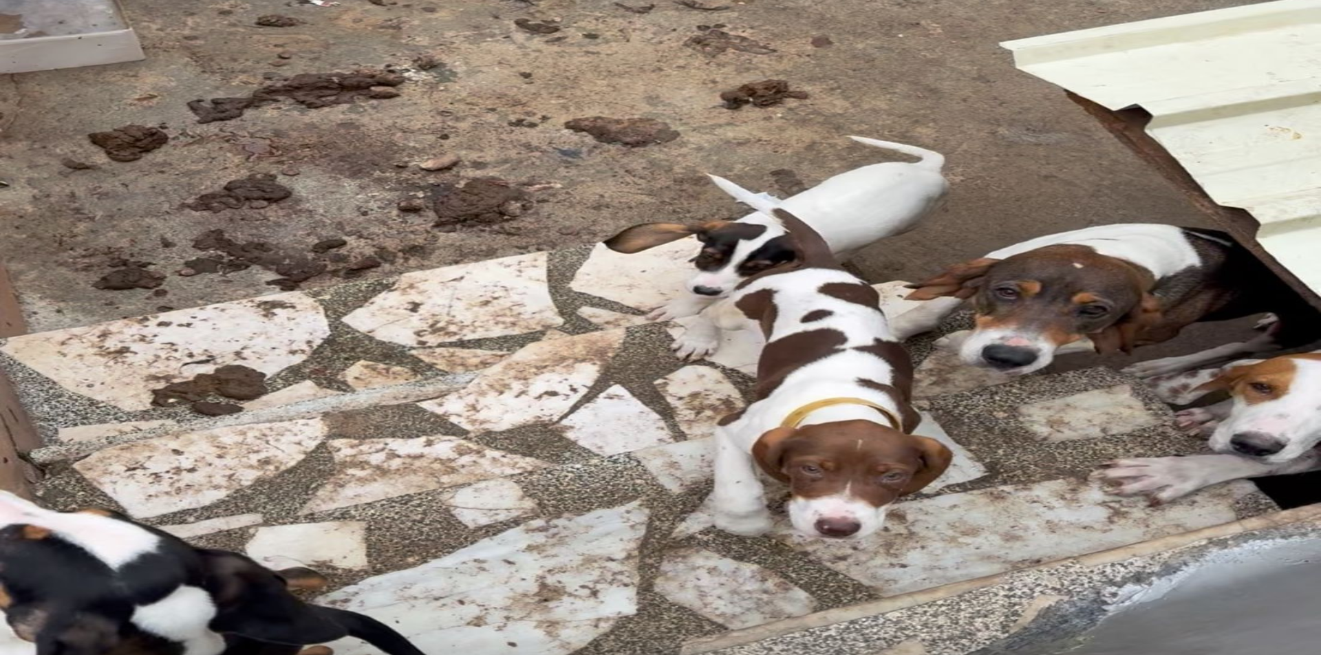 Varios de los perros maltratados en Narón | Cedida