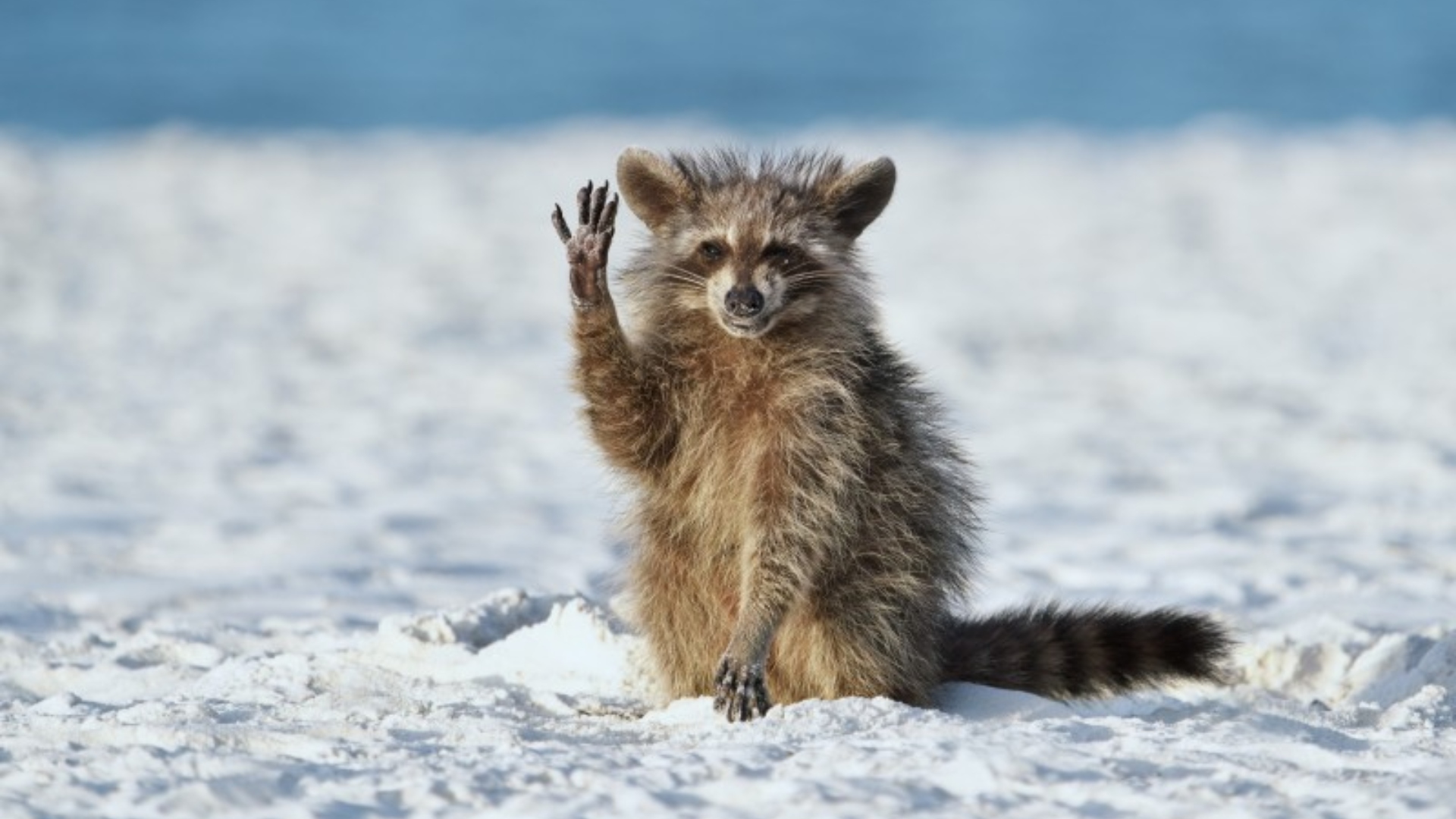 The Comedy Wildlife fotografías