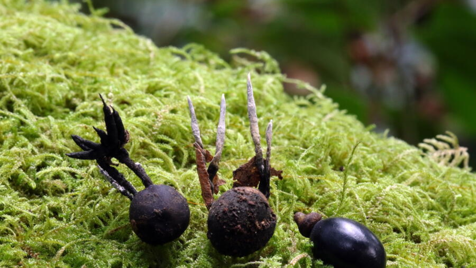 A nova especie denominada Xylaria polyphag | USC