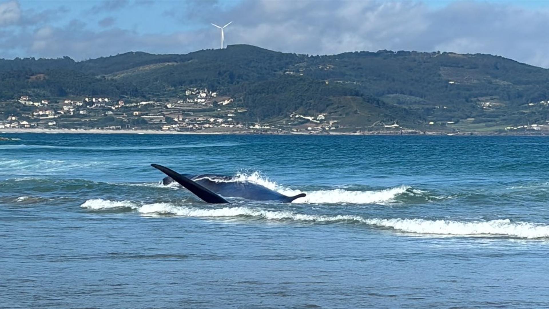 Ballena varada Sabón Arteixo