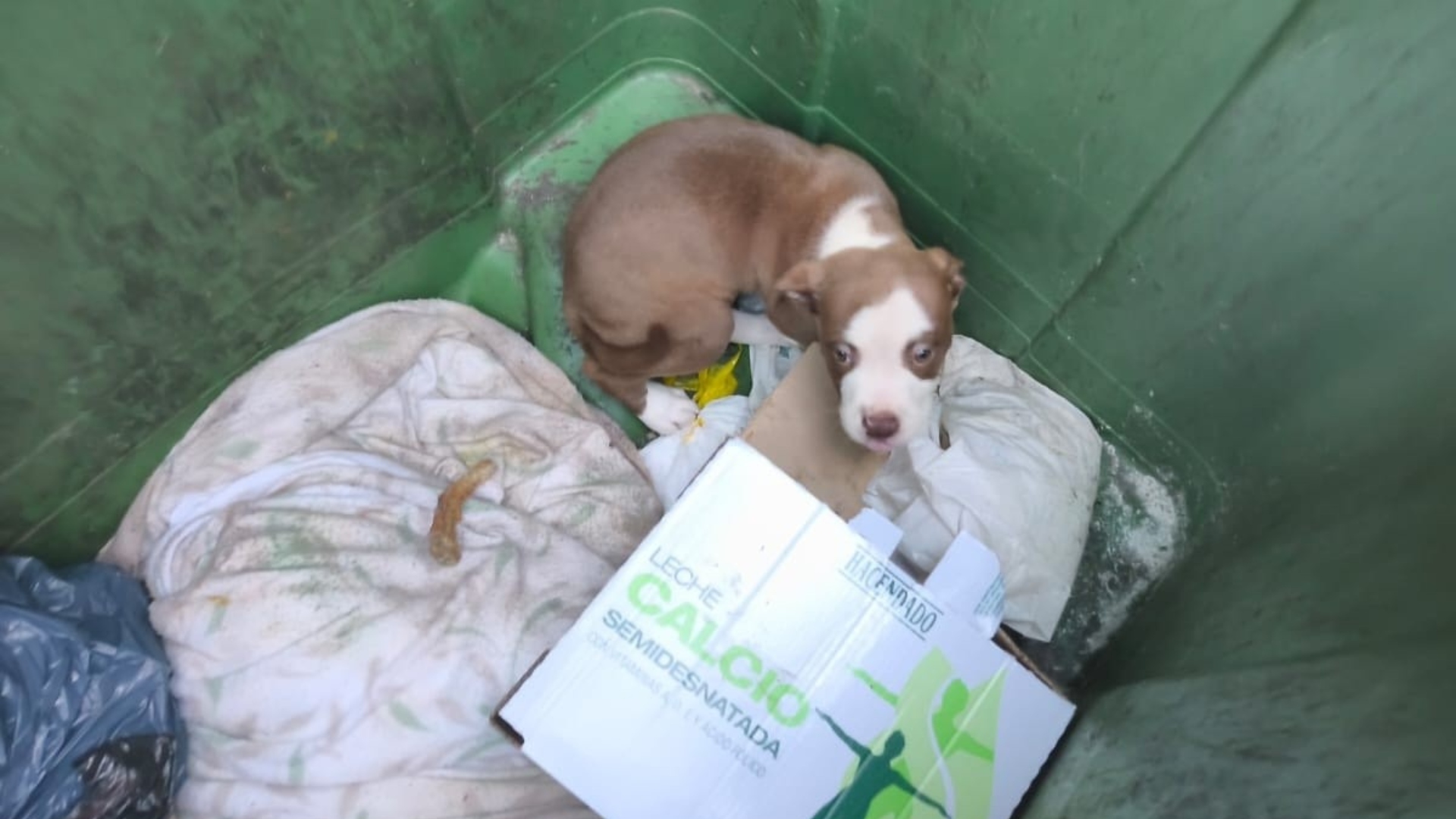 El cachorro de pitbull abandonado en un contenedor junto a la antigua discoteca Tonos, en Boiro | CALLEJEROS BOIRO