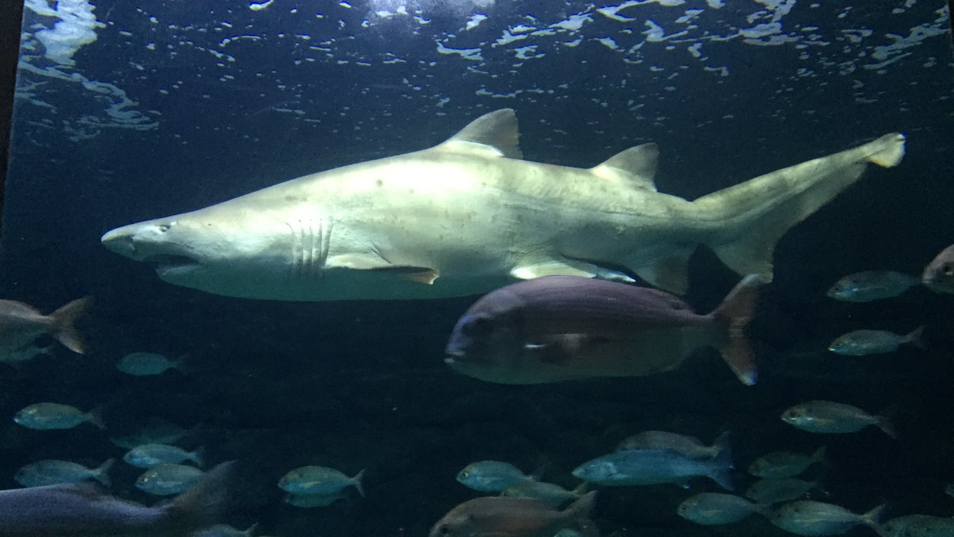 Tiburón Gastón Aquarium Finisterrae A Coruña
