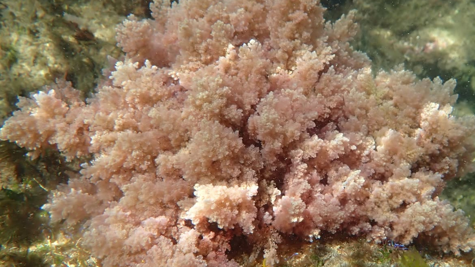 A macroalga invasora a Asparagopsis taxiformis | @IEO_VIGO