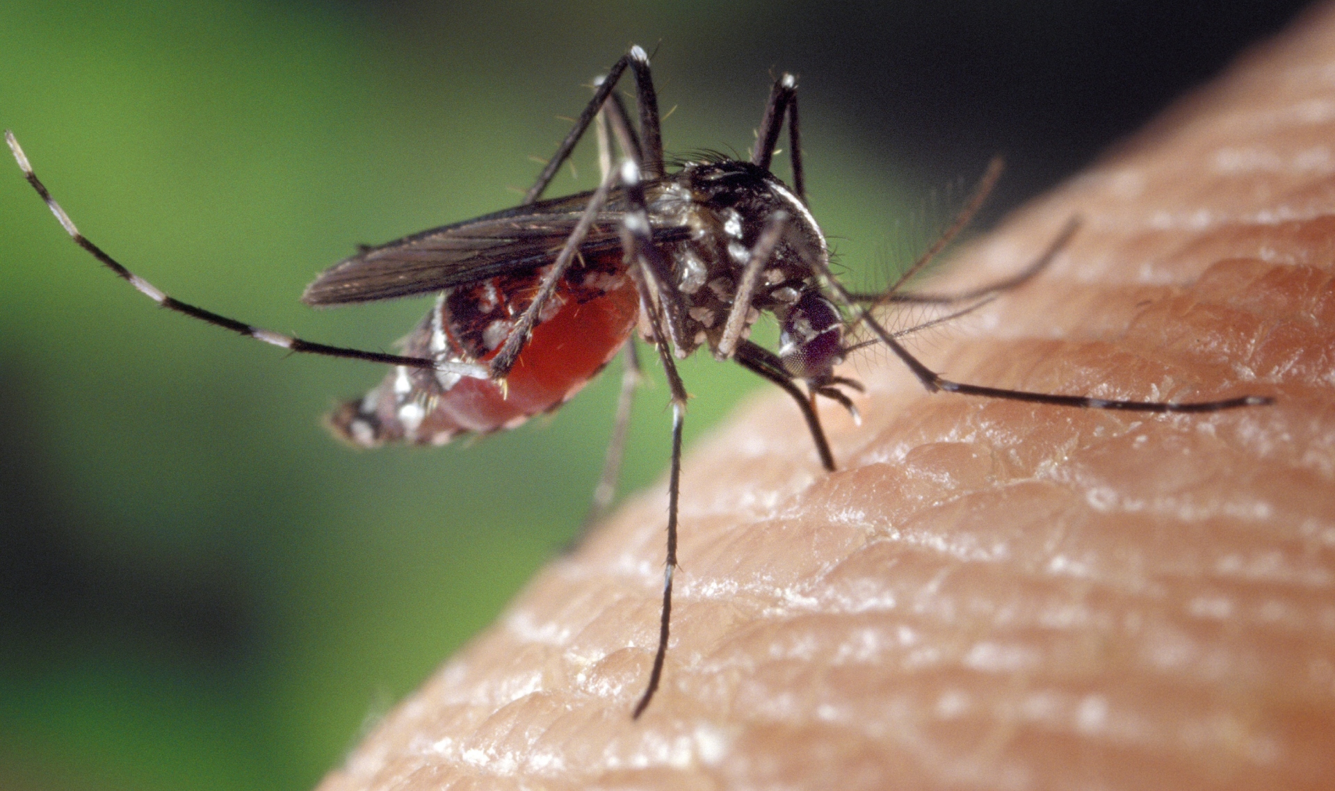 O mosquito tigre| PIXABAY