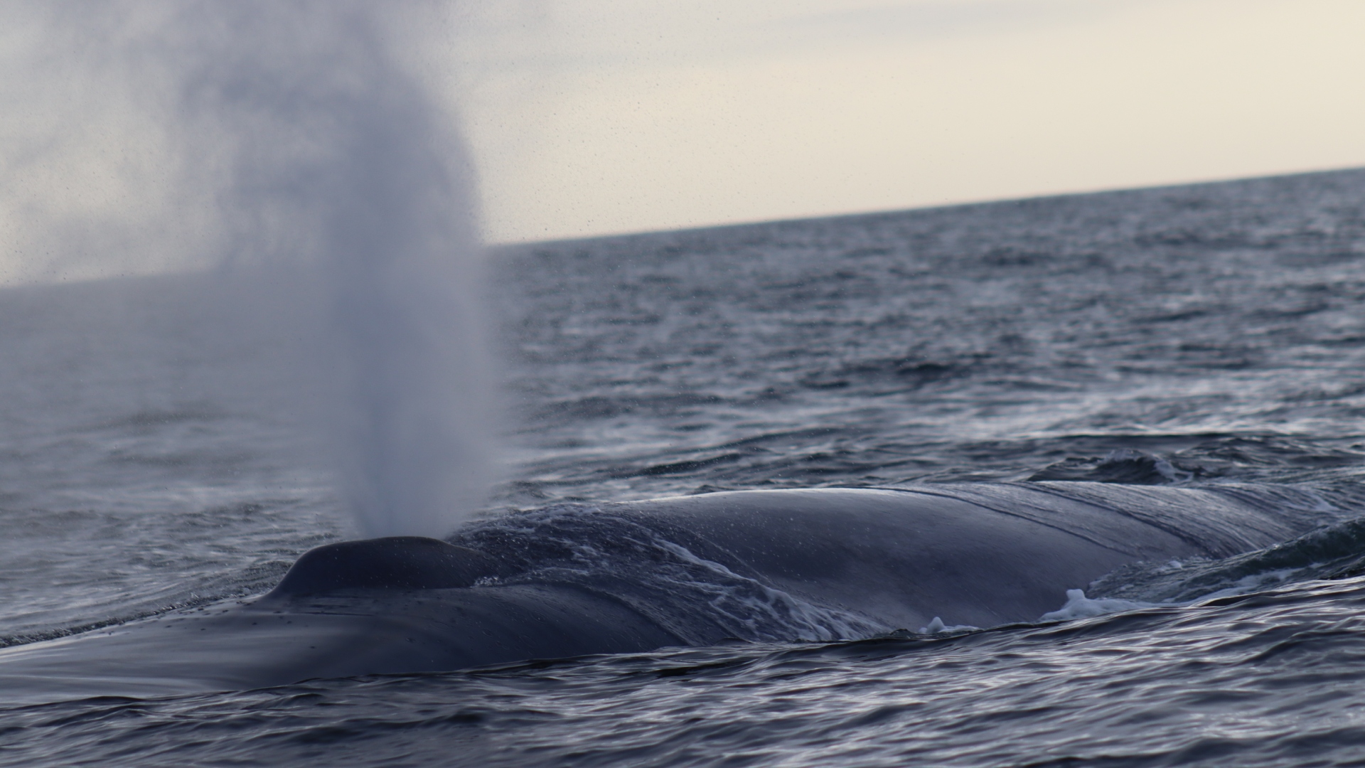 Ballena azul Fisterra Buceo Finisterre