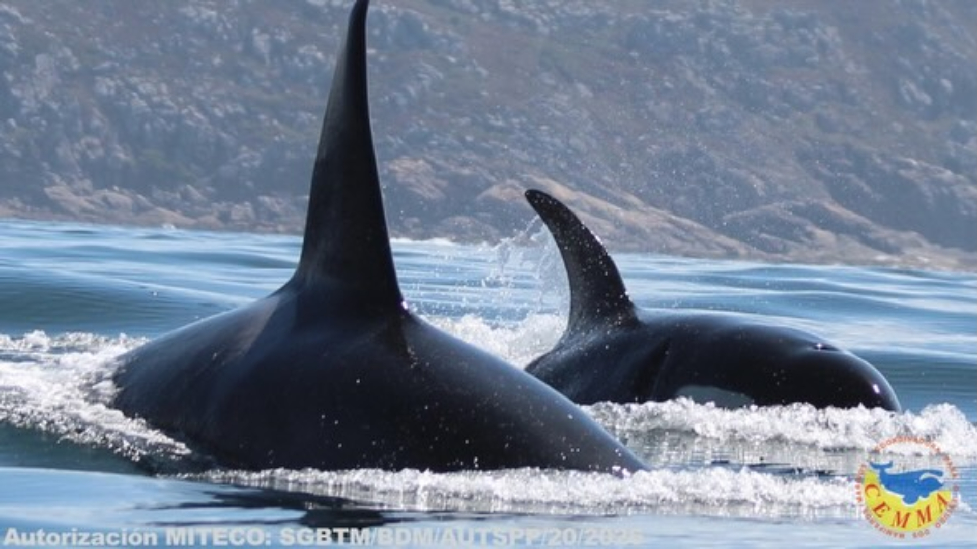 Avistamiento de candorcas en la Ría de Vigo durante una de los embarques participativos organizados por el CEMMA durante el verano | CEMMA