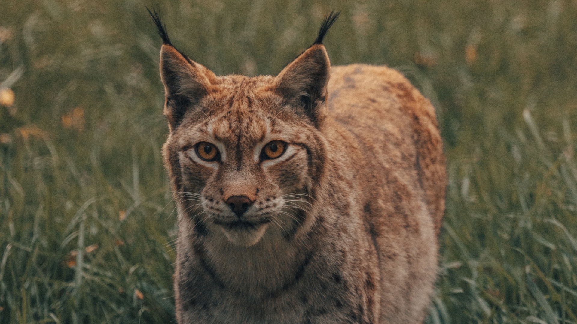 Imagen de archivo de un lince | PEXELS