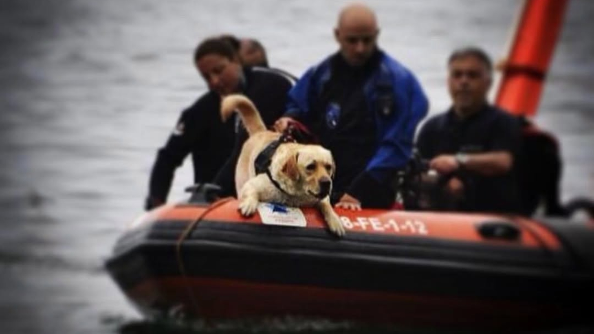 Thor Cans de Salvamento de Galicia Casaga perro de rescate labrador 16 años