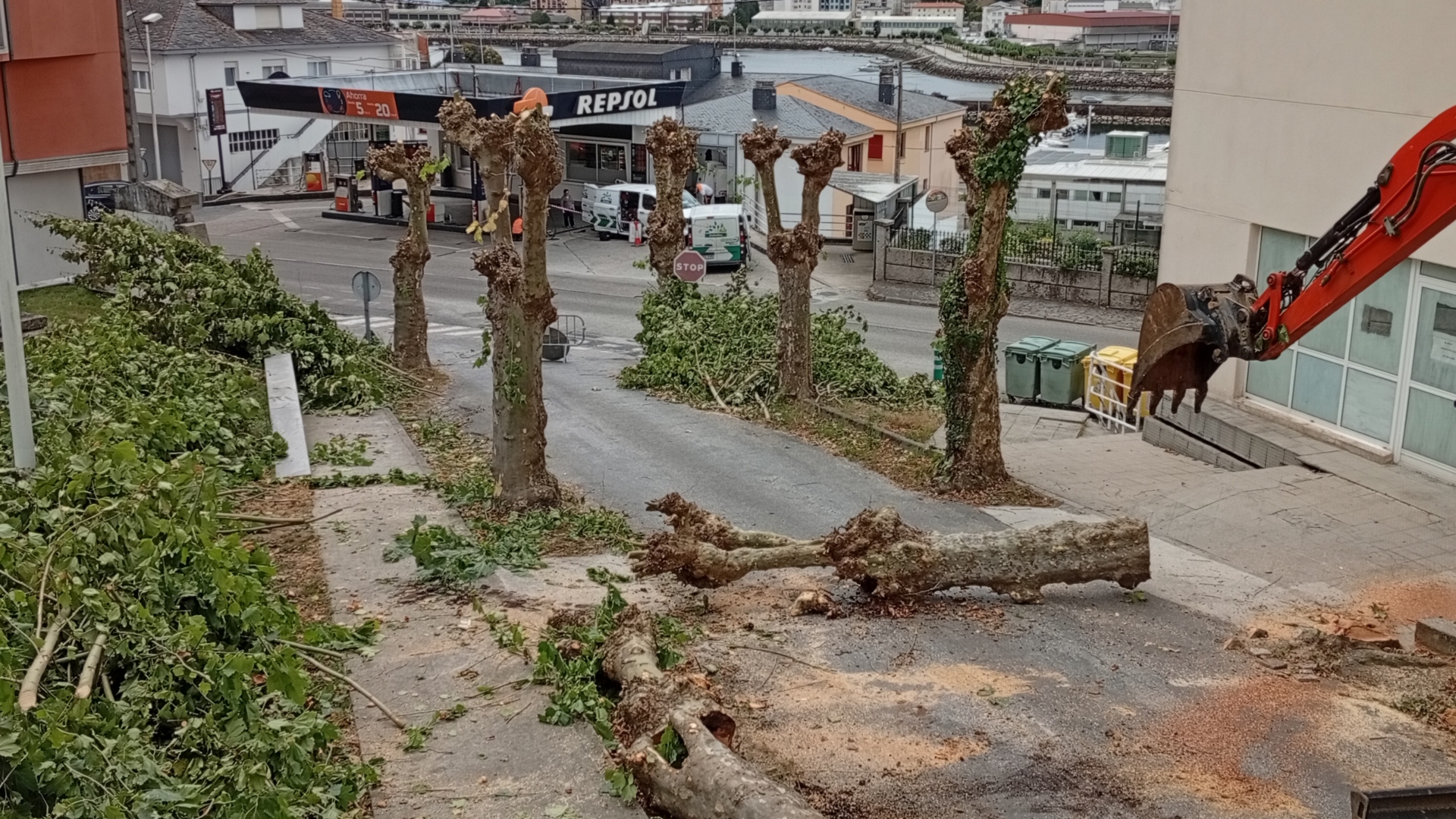 Viveiro poda tala árboles centenarios