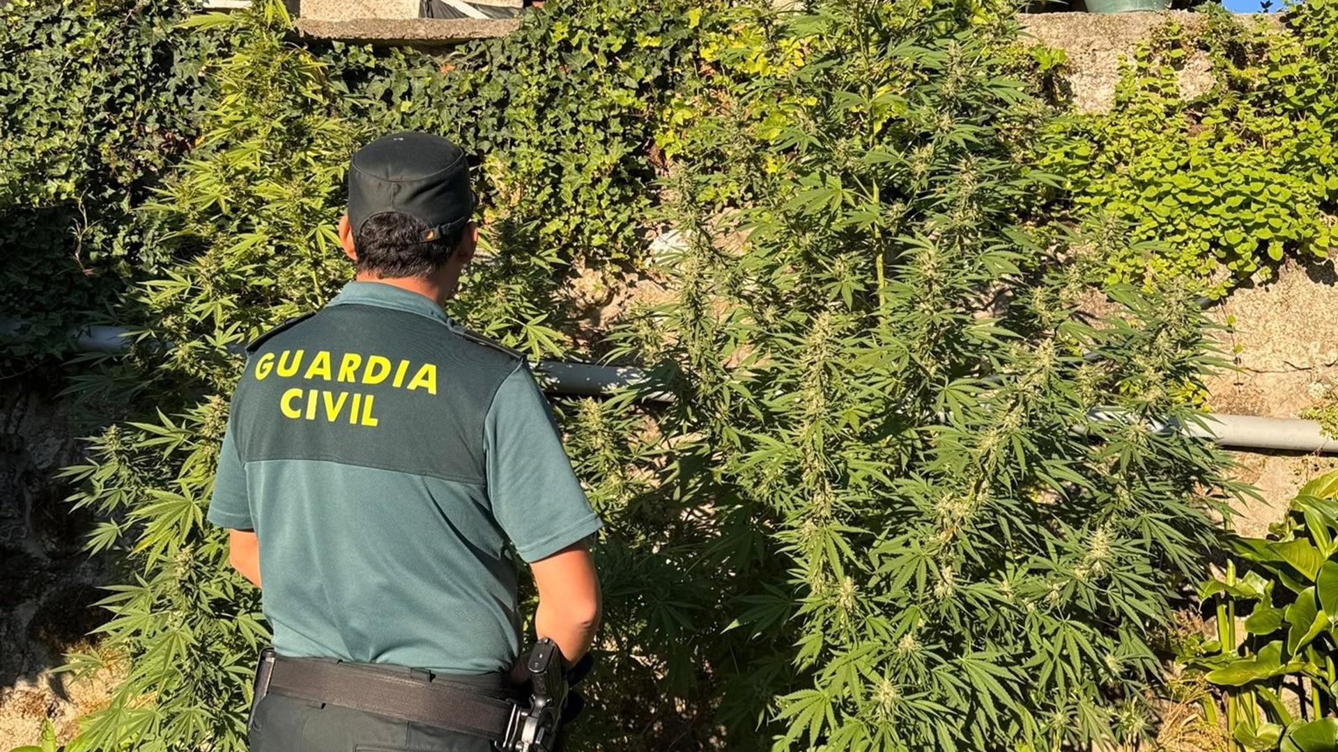 Guardia Civil marihuana O Condado