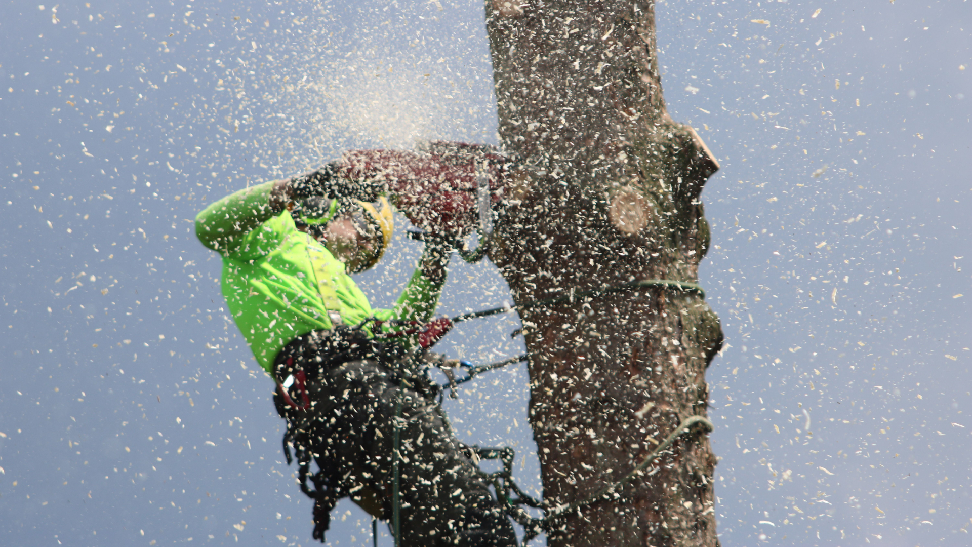 Imagen de archivo de un hombre cortando un árbol con motosierra | PEXELS