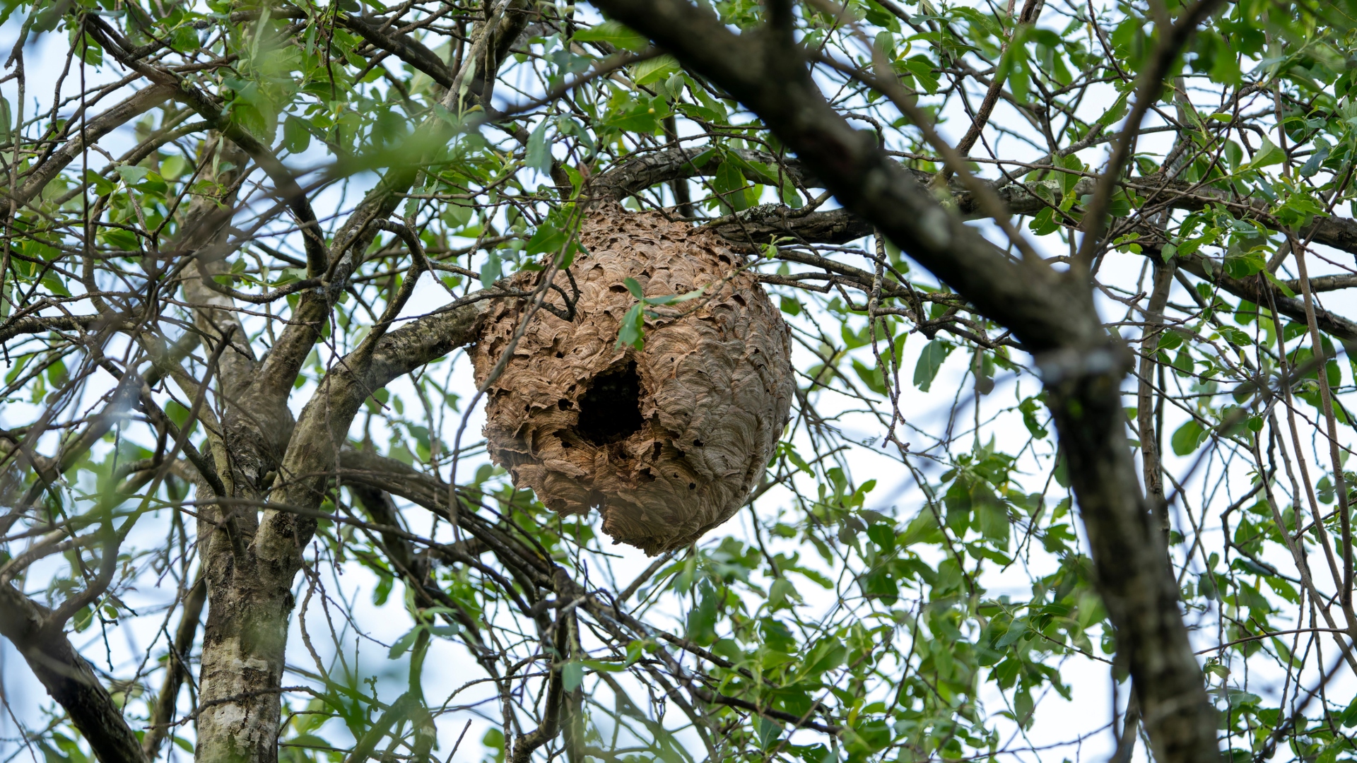 Nido avispa velutina