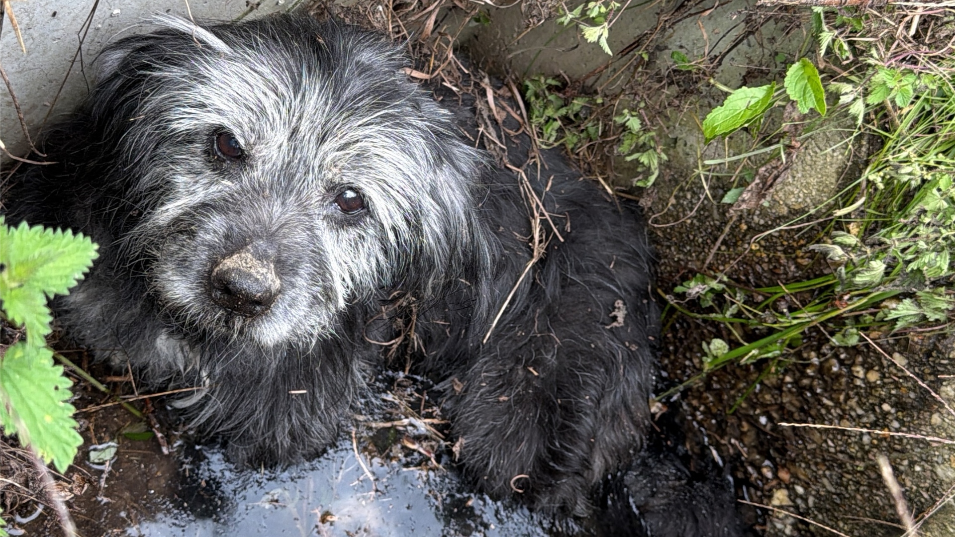 O can encontrado no pozo dunha cuneta | @PATITAS_DA_ESTRADA
