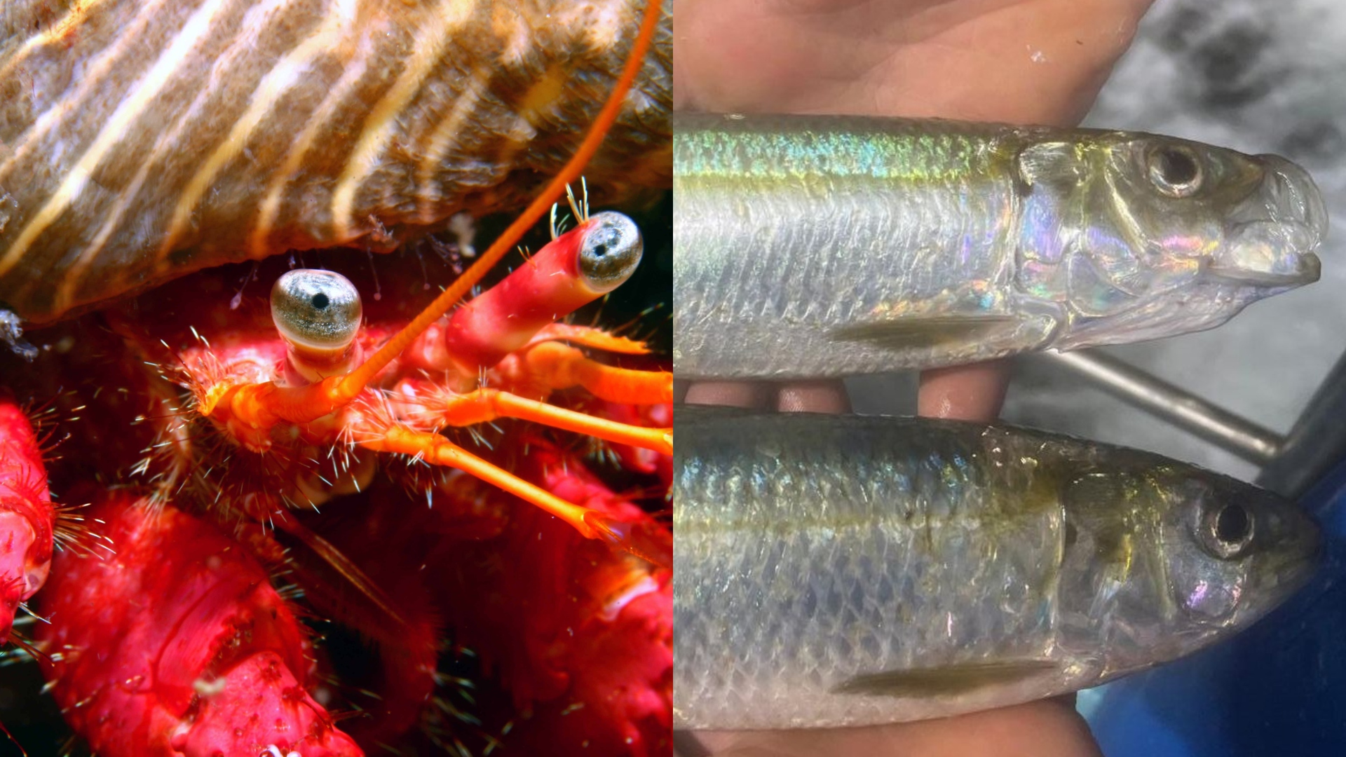 O cangrexo e a sardiña identificados nas costas galegas | @IEO_OCEANO